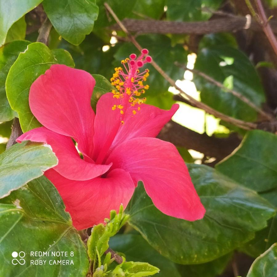 多纳卢卡他Hibiscus Rosso别墅 外观 照片